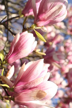 Fototapeta magnolia fleuri
