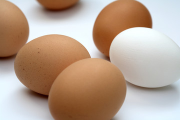 eier