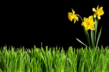 herbes et jonquilles