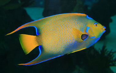 a coral fish
