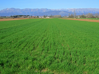 cultivated green field and alps