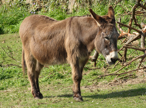 a donkey in a county field.