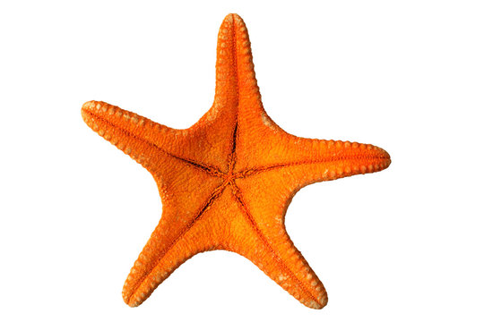 the underneath of an orange starfish.