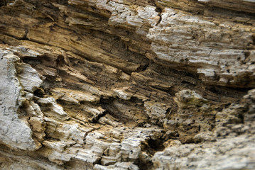 beautiful wood texture