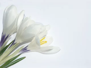 Foto auf Acrylglas Krokusse weiße Krokusse