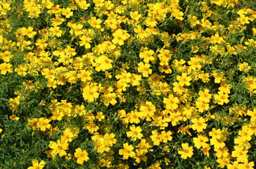 yellow flowers