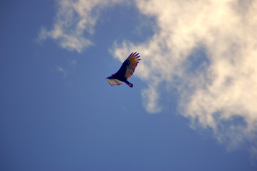 turkey vulture