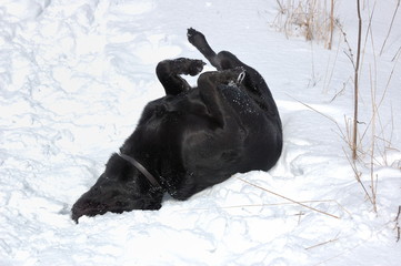 guiness loves winter