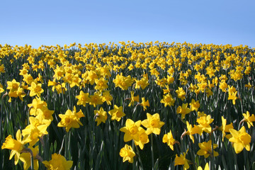 daffodil 2