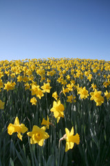 daffodil 1