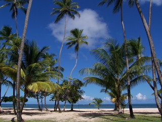 Fototapeta na wymiar sandstrand mit palmen im paradies