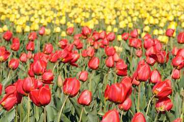 Fototapeta premium red and yellow tulip fields