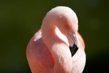 pink flamingo