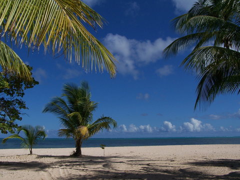 sandstrand mit palmen im paradies