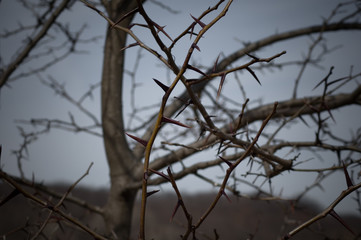 Fototapeta na wymiar thorn tree in color