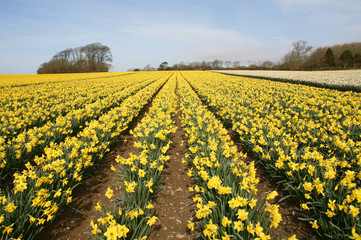 Fototapeta premium daffodil field