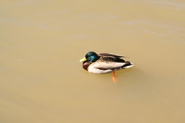lone duck