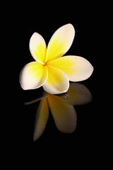 Naklejka premium frangipani on black