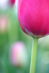 vibrant pink tulip