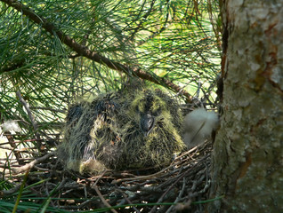 babys bird of oriental turtle dove (streptopelia orientalis) 2