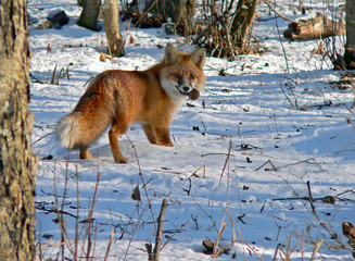 red fox 15