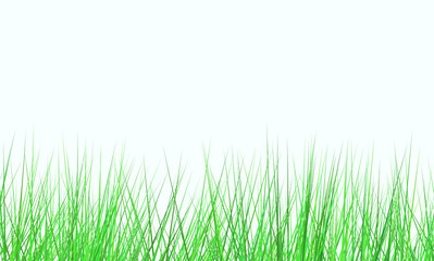 fresh green field on white background