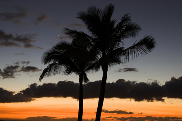 Obraz premium palm trees and venus