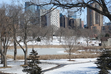 skyline through the trees