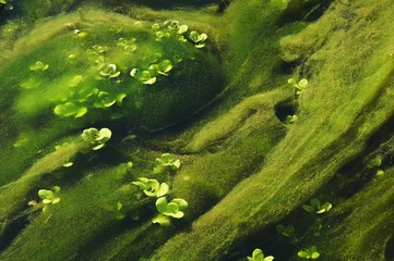 water flora