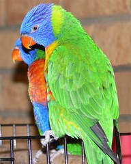 rainbow lorikeet, swainson variety
