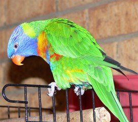 rainbow lorikeet, swainson variety, close up