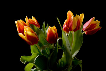 Obraz na płótnie Canvas tulips isolated