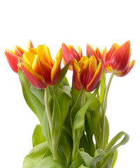 tulips isolated