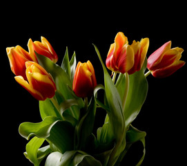 Obraz na płótnie Canvas tulips isolated