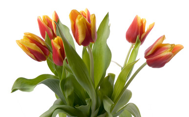 tulips isolated