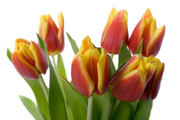 tulips isolated