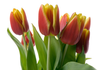 tulips isolated