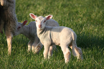 Obraz premium lambs