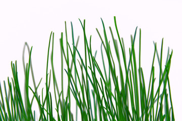 Obraz premium herbe