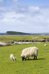 Fototapeta premium irlande connemara