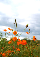 orange flowers