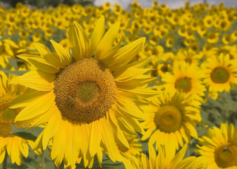 field of large sunflowers