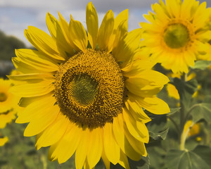Obraz premium large sunflowers close-up