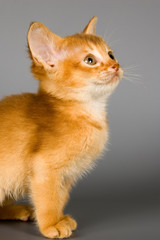 kitten of abyssinian breed