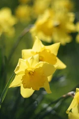 Crédence de cuisine en verre imprimé Narcisse daffodil 3