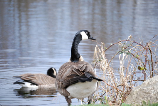canada goose 5