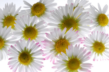 Fototapeta premium daisy