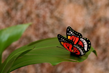 the butterfly on a green sheet