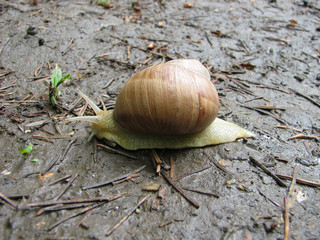 snail