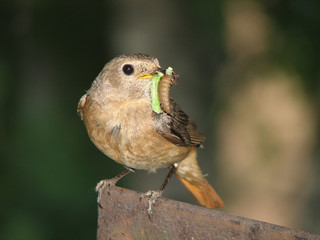 birdy with extraction